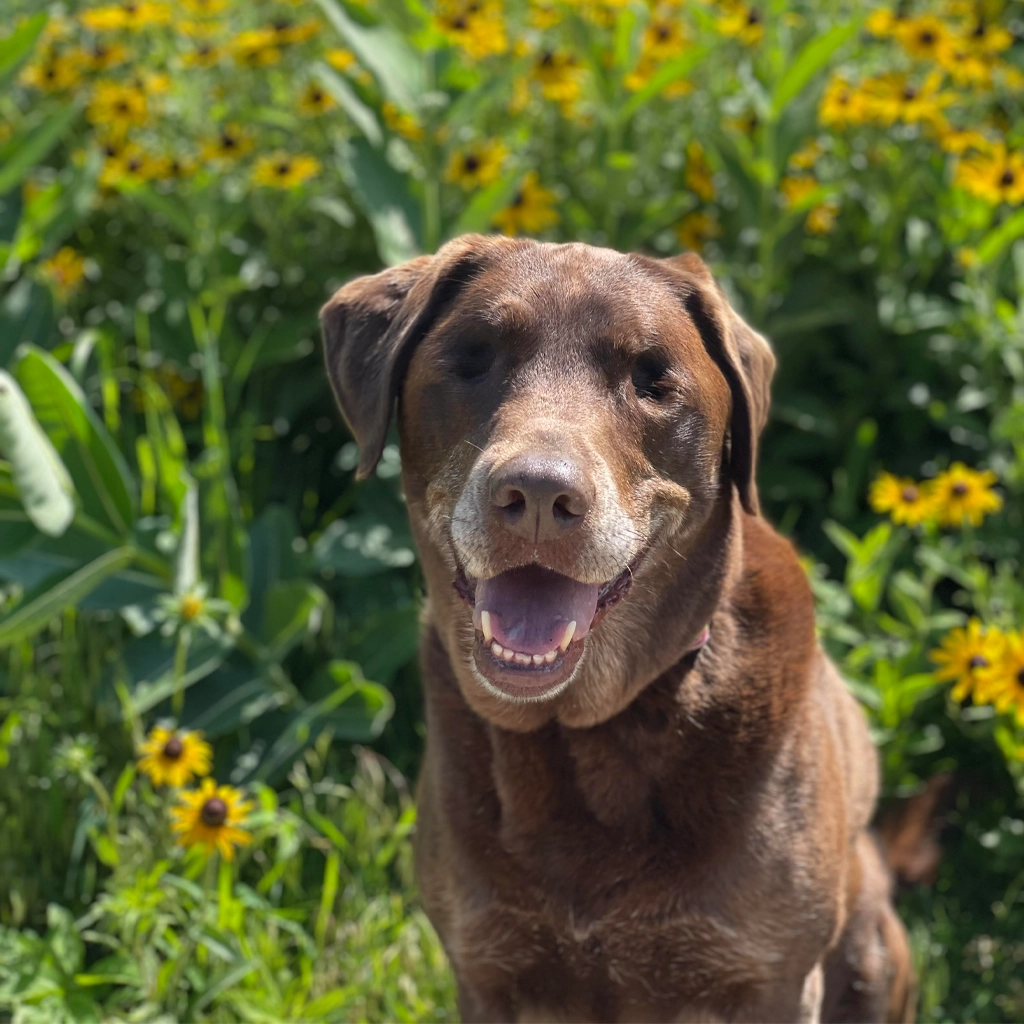 A brown dog that looks to be a labrador sits in a field of yellow flowers.